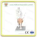SY-N008 Skeleton Model of Human Hand trainging model